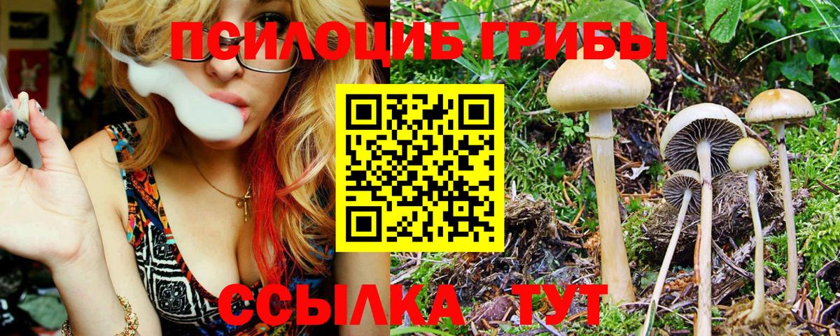 Сальск  магазин    Вход с VPN  Галлюциногенные грибы Psilocybine cubensis 