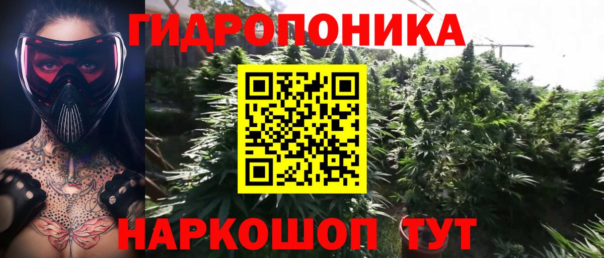 Каннабис сатива Сальск